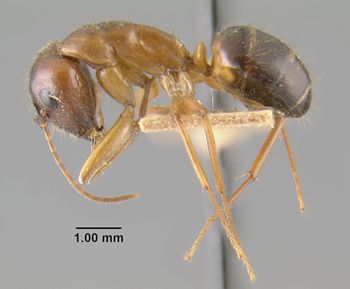 Media type: image;   Entomology 9120 Aspect: habitus lateral view